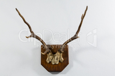 Reindeer thorn on white background