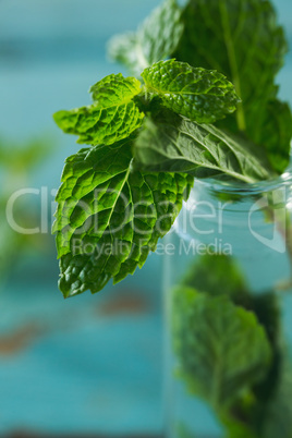 Fresh mint leaves in jar