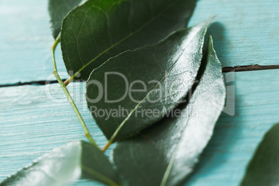 Curry leaves on wooden table