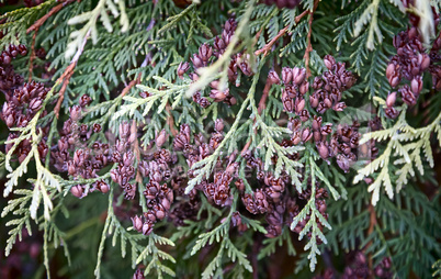 The branches and fruits of arborvitae, thuja occidentalis variet