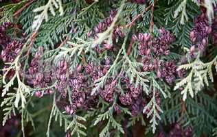 The branches and fruits of arborvitae, thuja occidentalis variet
