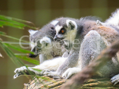 Lemurs sitting on tree in alert position