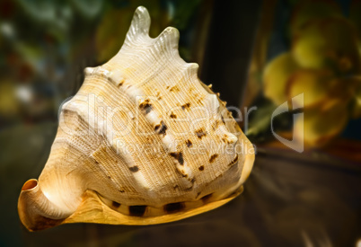 Still life:a beautiful seashell on the table.