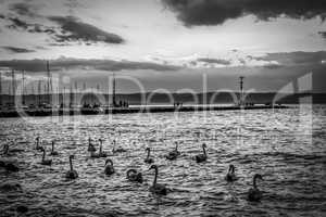 White swans swim  on a calm lake, black and white.