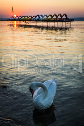 White swan swims on a calm lake at sunset, orange and golden sky.