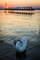 White swan swims on a calm lake at sunset, orange and golden sky.