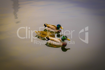 Three wild ducks swimming in lake.
