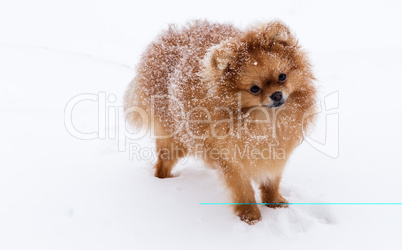 Cute dog of the Spitz breed. Reference picture.