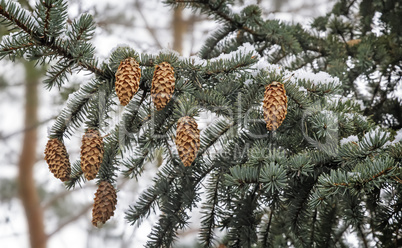 Spruce branch with cones covered with snow.