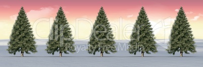 Christmas trees in winter landscape with sunset