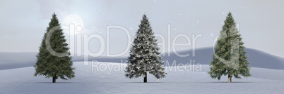 Christmas trees in winter landscape with foggy sky