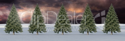 Christmas trees in winter landscape with dark sky