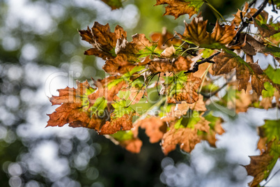 Autumn season, tree, leaves, blurry background.