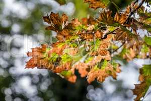 Autumn season, tree, leaves, blurry background.