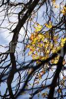 Autumn season, tree branches, foliage, leaves and clouds.