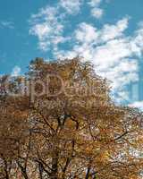 Autumn season, tree foliage, leaves and clouds.