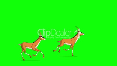 Herd of Antelopes or Gazelles Runs Chroma