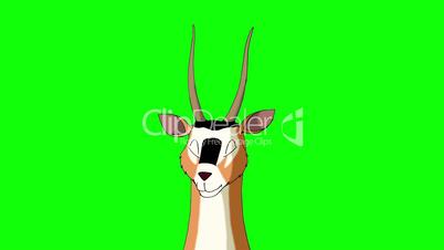 Antelope Gazelle Closeup Chroma