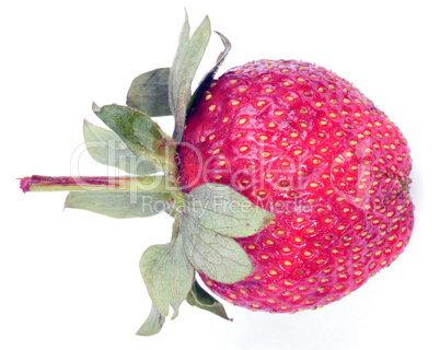 one raw red Strawberry