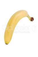 raw Yellow Banana Isolated