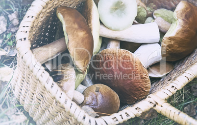 Various mushrooms in a large wicker basket .