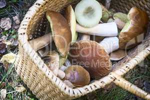 Various mushrooms in a large wicker basket .