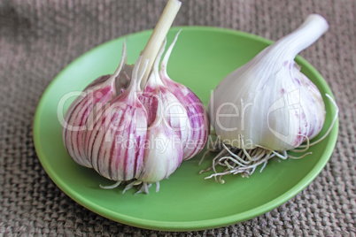 Two heads of garlic on a green ceramic plate.