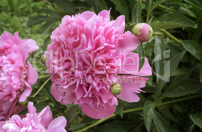 Blossoming peony among green leaves