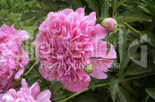 Blossoming peony among green leaves