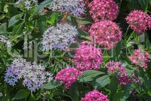 Beautiful pink and blue flowers