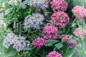 Beautiful pink and blue flowers