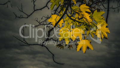 Lonely yellow maple leaves
