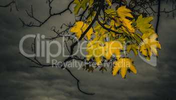 Lonely yellow maple leaves