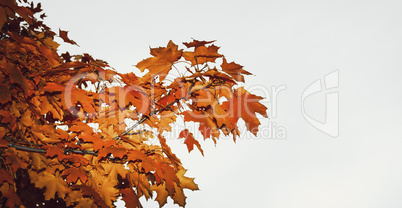 Maple tree in autumn