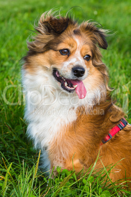 cute breed mix pet sits in the gras