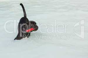 dark labrador dog fetching toy in water