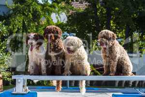 spanish water dogs sitting together