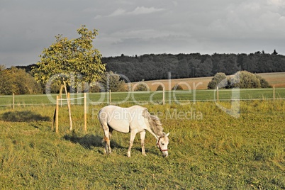 weisses Pferd auf grüner Weide