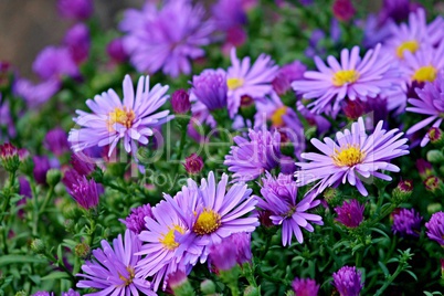 violette Herbstastern