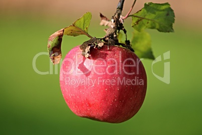 einzelner roter Apfel am Baum