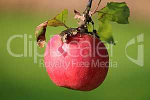 einzelner roter Apfel am Baum