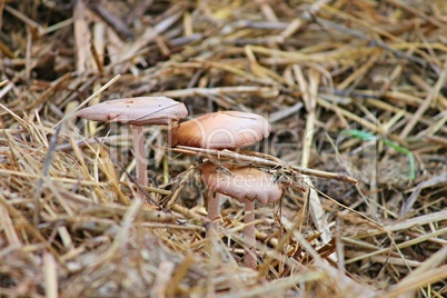 Pilze auf Pferdemist