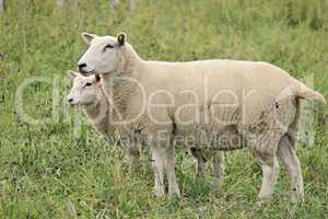 zwei Schafe auf der Weide