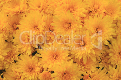 Blooms of Yellow Fall (Autumn) Mums