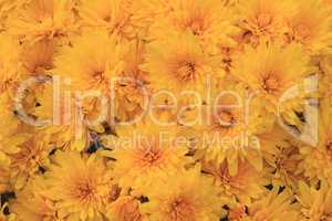 Blooms of Yellow Fall (Autumn) Mums