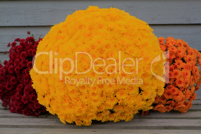 Colorful bucket red, yellow, orange fall mums