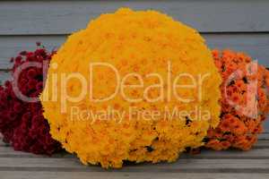 Colorful bucket red, yellow, orange fall mums