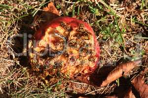 Wasps consuming apple fruit