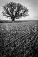 Lonely tree in field. landscape photo.