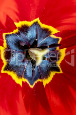 Red tulip detail, close up.